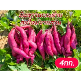 มันเทศ มันหวานญี่ปุ่น มันกระต่าย หวาม มันอร่อย สดใหม่จากไร่ 4 กก.